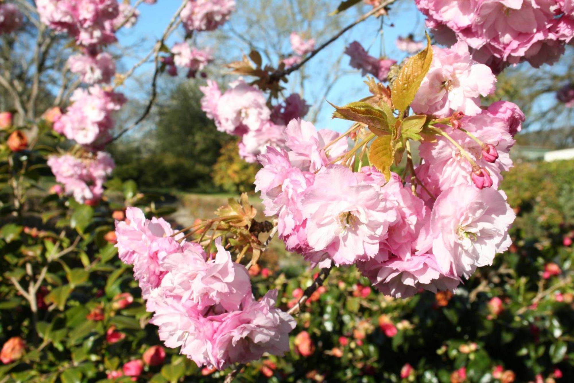 Great Trethew Manor Hotel & Self Catering Lodges 리스커드 외부 사진
